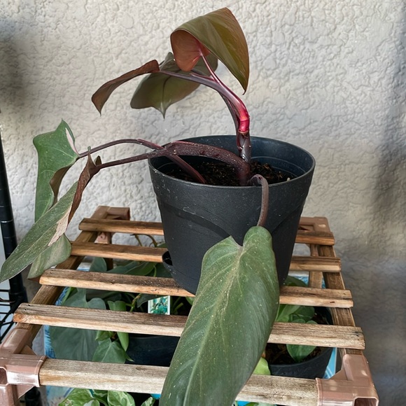 Philodendron Pink Princess Plant - Picture 2 of 9